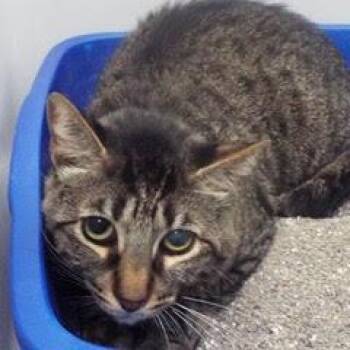 Rescue Tabby Cats for Adoption in Green Valley, Arizona - Willow--Available With Vet Care Support For Life! | PetCurious