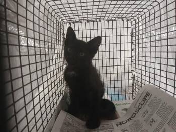 A2480457 -  Domestic Short Hair Cat for Adoption in Fort Lauderdale, Florida - A2480457 | PetCurious