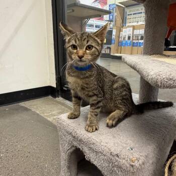 Jacques -  Domestic Short Hair Cat for Adoption in Buffalo, New York - Jacques | PetCurious