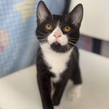 Chevy -  Domestic Short Hair Cat for Adoption in Ridgely, Maryland - Chevy | PetCurious