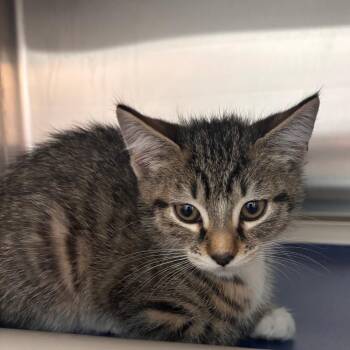Domestic Short Hair Cats Available for Adoption in Philadelphia, Pennsylvania - Cheesy Gordita Crunch | PetCurious