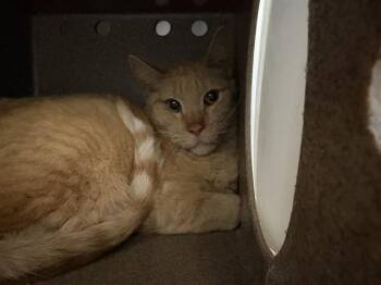 Domestic Short Hair Cats Available for Adoption in Pueblo, Colorado - RICK IN THE BARN | PetCurious