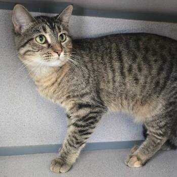 Emily -  Domestic Short Hair Cat for Adoption in Waterloo, Iowa - Emily | PetCurious