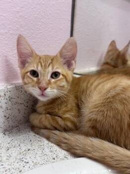 Tactical Nuke -  Domestic Short Hair Cat for Adoption in San Antonio, Texas - Tactical Nuke | PetCurious