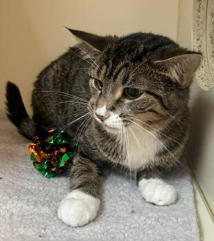 Domestic Short Hair Cats Available for Adoption - Jill | PetCurious