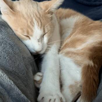 Gaston -  Domestic Short Hair Cat for Adoption in Costa Mesa, California - Gaston | PetCurious