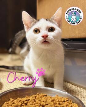 Cherry -  Domestic Short Hair Cat for Adoption in Austintown, Ohio - Cherry | PetCurious