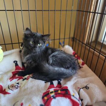 Voodoo -  Domestic Long Hair Cat for Adoption in Lancaster, Kentucky - Voodoo | PetCurious