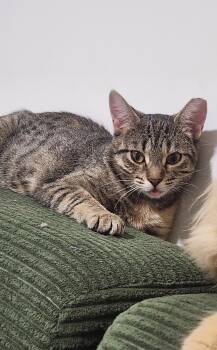 Belacqua-Must be adopted as a buddy cat -  Domestic Short Hair Cat for Adoption in Toronto, Ontario - Belacqua-Must Be Adopted As A Buddy Cat | PetCurious