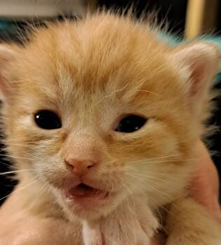 Rescue Domestic Short Hair Cats for Adoption in South Bend, Indiana - Firecracker *IN FOSTER* | PetCurious