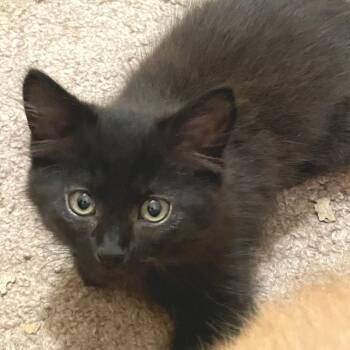 Boo Boo -  Domestic Long Hair Cat Available for Adoption in Houston, Texas - Boo Boo | PetCurious