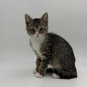 Charlotte Russe -  Domestic Short Hair Cat for Adoption in State College, Pennsylvania - Charlotte Russe | PetCurious