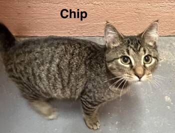 Chip -  Tabby Cat for Adoption in Muncie, Indiana - Chip | PetCurious