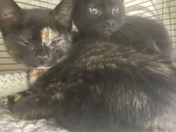 Domestic Short Hair Cats Available for Adoption in Blountville, Tennessee - Skye | PetCurious