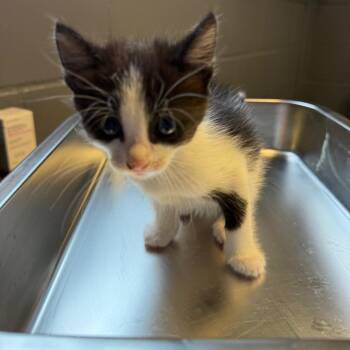 Domestic Short Hair Cats Available for Adoption in Tuscaloosa, Alabama - Buttercup | PetCurious