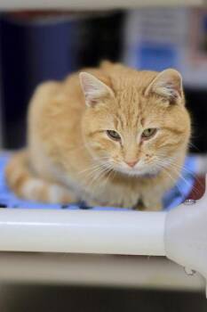 Domestic Short Hair Cats Available for Adoption - Rigatoni | PetCurious