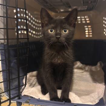 Three -  Domestic Short Hair Cat Available for Adoption in Charleston, South Carolina - Three | PetCurious