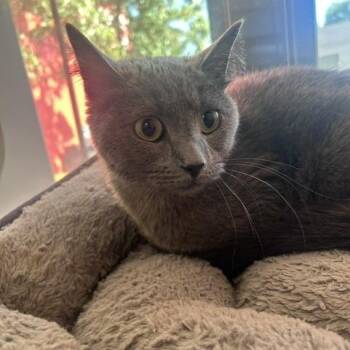 Erin -  Domestic Short Hair Cat for Adoption in Salt Lake City, Utah - Erin | PetCurious