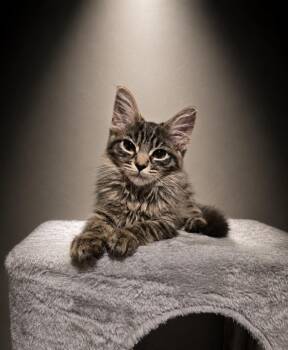Dazzle -  Domestic Medium Hair Cat for Adoption in Phoenix, Arizona - Dazzle | PetCurious