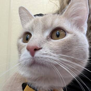 Cauliflower -  Domestic Short Hair Cat for Adoption in Lakewood, Colorado - Cauliflower | PetCurious