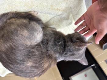 Honey -  Domestic Short Hair Cat for Adoption in Douglasville, Georgia - Honey | PetCurious