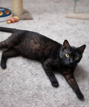 Domestic Short Hair Cats Available for Adoption in Houston, Texas - Rasputin  | PetCurious