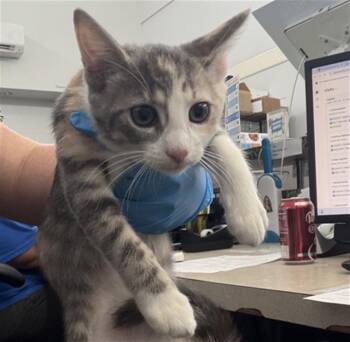 FIONA -  Domestic Short Hair Cat for Adoption in Dallas, Texas - FIONA | PetCurious