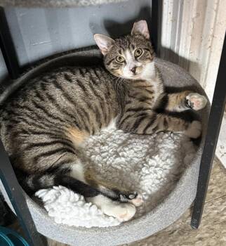 Domestic Short Hair and Tabby Cats Available for Adoption - Wesley *foster Needed*  | PetCurious
