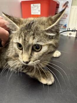 Domestic Short Hair Cats Available for Adoption - NORA | PetCurious