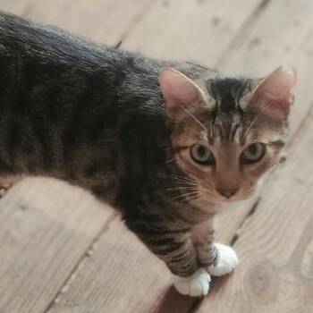 Domestic Short Hair Cats Available for Adoption in South Elgin, Illinois - Toby | PetCurious