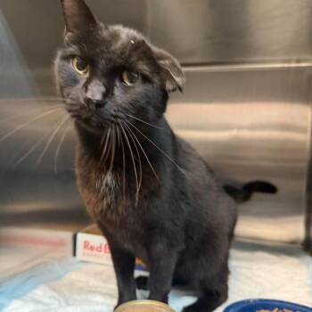 Binx -  Domestic Short Hair Cat for Adoption in Shinnston, West Virginia - Binx | PetCurious