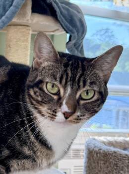 Leia -  Domestic Short Hair Cat for Adoption in Springfield, Vermont - Leia | PetCurious