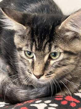 Quinn -  Domestic Medium Hair Cat for Adoption in Hamilton, Montana - Quinn | PetCurious