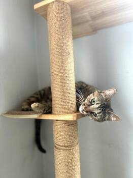 Domestic Short Hair Cats Available for Adoption in Muskegon, Michigan - Maybe | PetCurious
