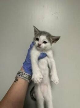 Domestic Short Hair Cats Available for Adoption - CINDY | PetCurious