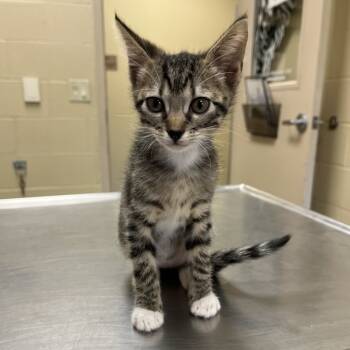 Rescue Domestic Short Hair Cats for Adoption in Texas City, Texas - A041609 | PetCurious