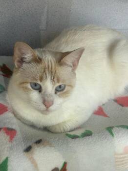 Siamese Cats Available for Adoption - Butterscotch  | PetCurious