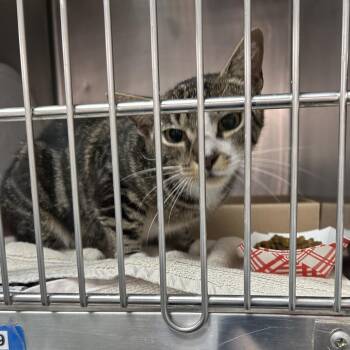 Belinda -  Domestic Short Hair Cat for Adoption in Newark, New Jersey - Belinda | PetCurious