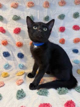 Possum PA -  Domestic Short Hair Cat for Adoption in Denham Springs, Louisiana - Possum PA | PetCurious