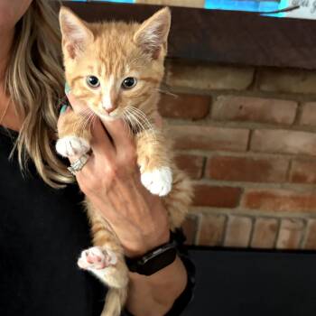 Hazel -  Domestic Short Hair Cat for Adoption in Shelbyville, Indiana - Hazel | PetCurious