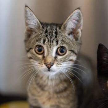 Ian -  Domestic Short Hair Cat for Adoption in Wilmington, Delaware - Ian | PetCurious