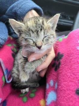 Waverly -  Domestic Short Hair Cat for Adoption in Salinas, California - Waverly | PetCurious