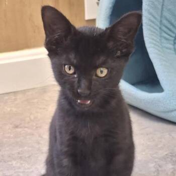 Twix -  Domestic Short Hair Cat for Adoption in Morristown, Vermont - Twix | PetCurious