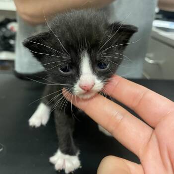 Trinity -  Domestic Short Hair Cat for Adoption in Chicago, Illinois - Trinity | PetCurious