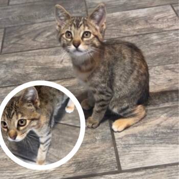 Sunny -  Domestic Short Hair Cat for Adoption in Tulsa, Oklahoma - Sunny | PetCurious