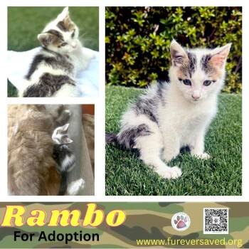 Rambo -  Domestic Short Hair Cat for Adoption in Miami, Florida - Rambo | PetCurious