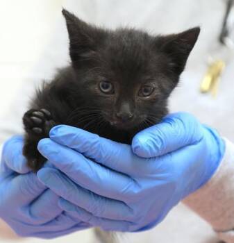Domestic Short Hair Cats Available for Adoption in Westland, Michigan - Cabbage Wizard | PetCurious