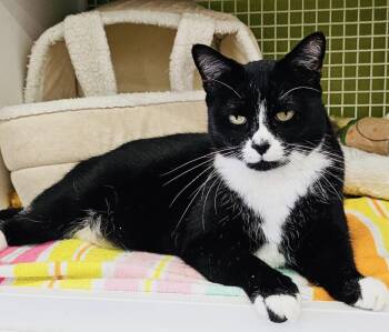 Rescue Domestic Short Hair Cats for Adoption in West Hollywood, California - Mouse | PetCurious