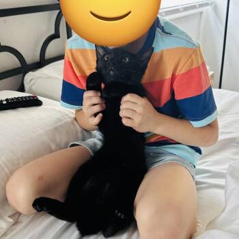 Jason and Night -  Domestic Short Hair Cat for Adoption in Fort Worth, Texas - Jason And Night | PetCurious
