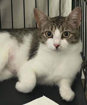 Barley -  Domestic Short Hair Cat for Adoption in Westfield, Massachusetts - Barley | PetCurious